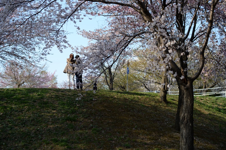 20140507北海道にも桜が咲いた
