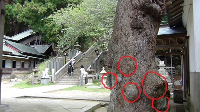 金華山パワースポット『こぶの木』－１