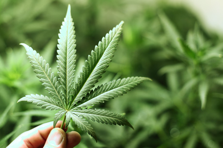 marijuana-leaf.jpg
