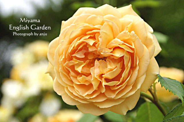 Rose　Garden（ローズガーデン）　深山イギリス庭園　no.2 岡山県玉野市