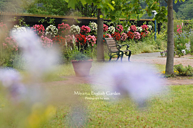 庭園を彩る初夏の花たち　no.2　深山イギリス庭園　岡山県玉野市