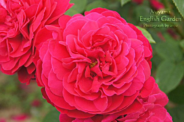 Rose　Garden（ローズガーデン）　深山イギリス庭園　岡山県玉野市