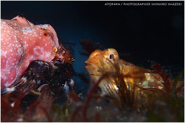 ヒメテグリ幼魚とヤドカリ