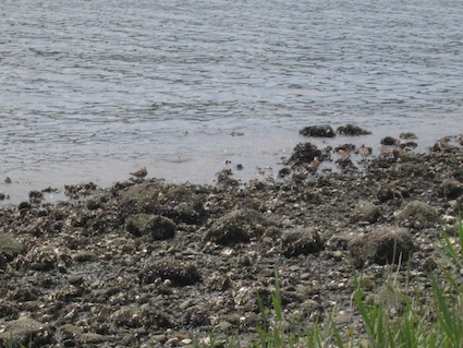 2014年5月3日（土）干潟清掃で「渡り鳥サポーターになろう！」⑤