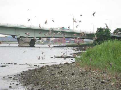 2014年7月5日（土）干潟清掃で「渡り鳥サポーターになろう！」25