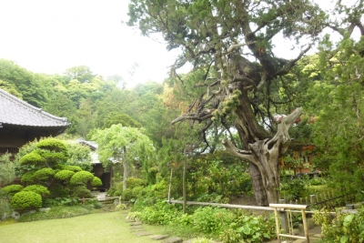 ビャクシンは鎌倉市の天然記念物
