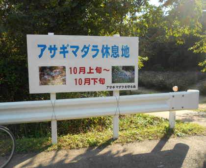 姫島・アサギマダラ１０月の休息地１