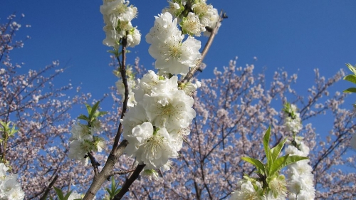 健康公園の桃の花