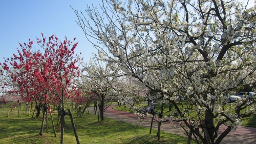 健康公園の桃の花