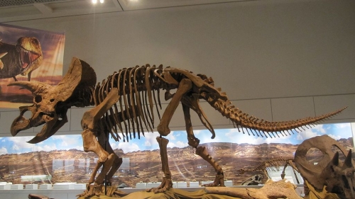 トリケラトプス（Triceratops）