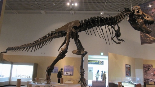 ティラノサウルス（Tyranosaurus）