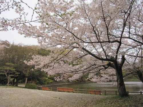 明石公園　桜堀の桜