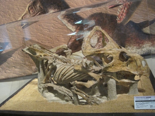 プロトケラトプスの全身骨格