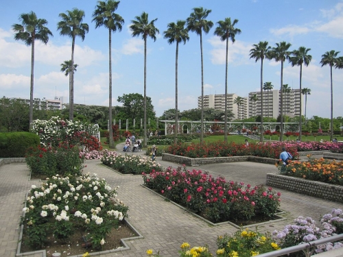 大阪市立長居植物園のバラ園