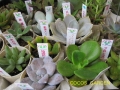 サボテン＆多肉植物
