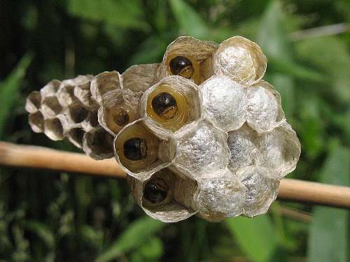 ヒメホソアシナガバチの巣