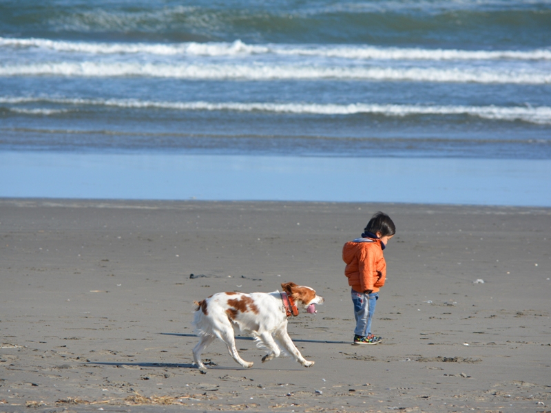 海で遊ぶ子どもと犬