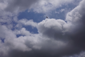 鳥と雲 02