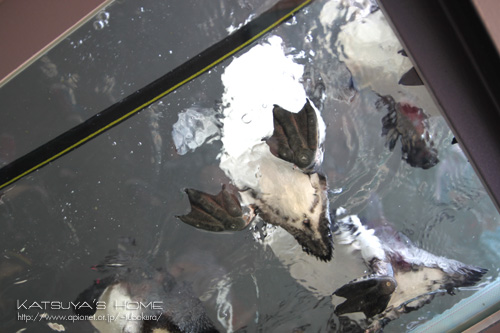 京都水族館