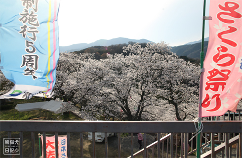 20140409_桜祭り1