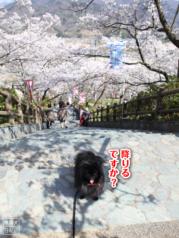 20140409_桜祭り9