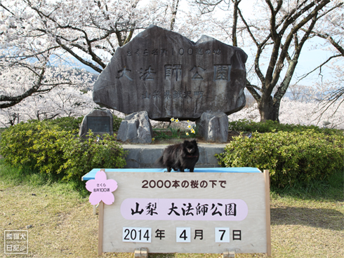 20140411_さよなら桜1