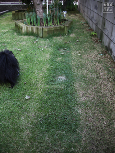 20140719_芝生10