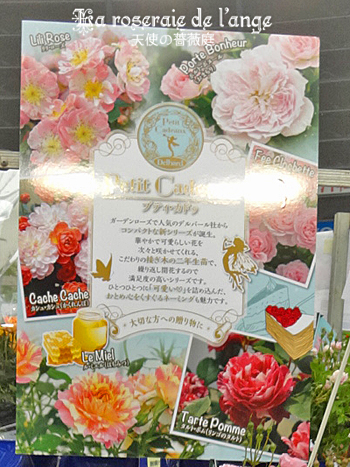 国バラ デルバール新シリーズのプティ ガトゥ買っちゃった コンパクトな可愛い全６品種から選んだのは La Roseraie De L Ange 天使の薔薇庭