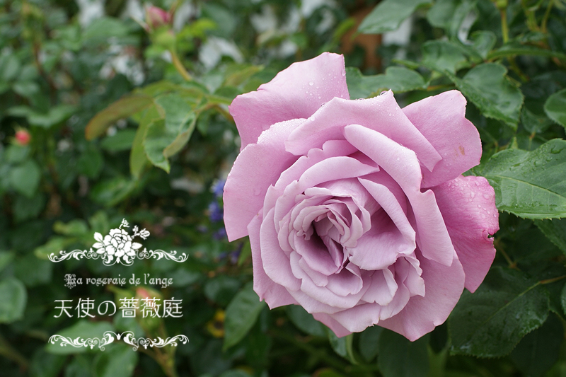 ５月のシャルル ド ゴール 美しいパープルのお気に入りの薔薇 La Roseraie De L Ange 天使の薔薇庭