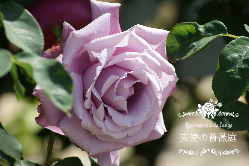 ５月のシャルル ド ゴール 美しいパープルのお気に入りの薔薇 La Roseraie De L Ange 天使の薔薇庭