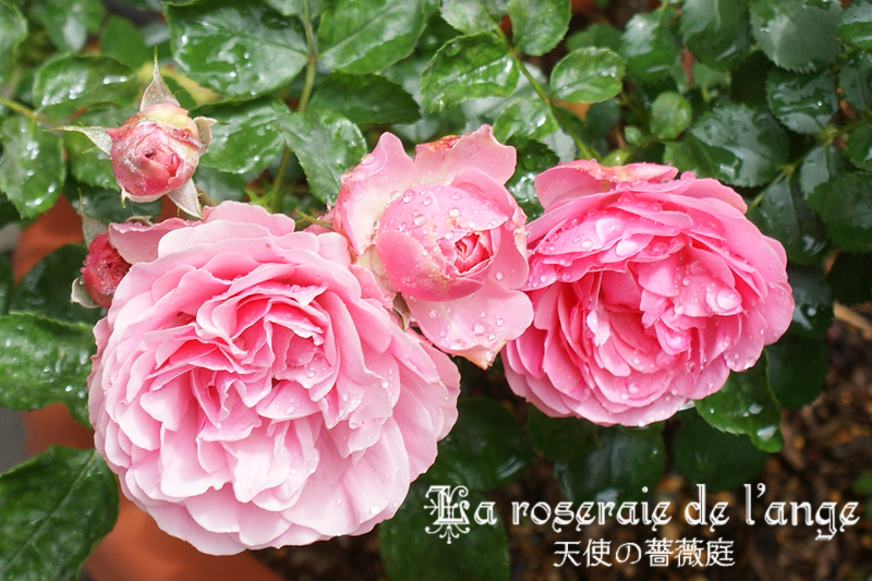 ５月のレオナルド・ダ・ヴィンチ☆ふわふわピンクで玄関を可愛く華やかに飾ってくれます♪☆・＊: La roseraie de l'ange＊天使の薔薇庭＊