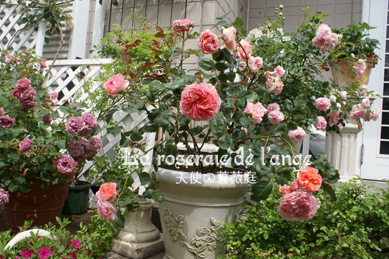 かおりかざり ｆ ｇローズ 可愛らしく美しく３年目のお花たち １０日からずーっと次々に咲いてます La Roseraie De L Ange 天使の薔薇庭