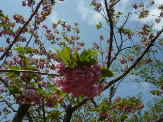 こんな桜