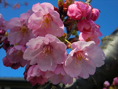 今年は桜と同時です。