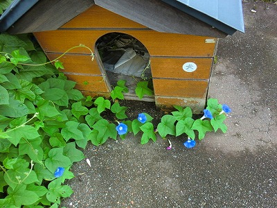 犬小屋にも花が咲いています。