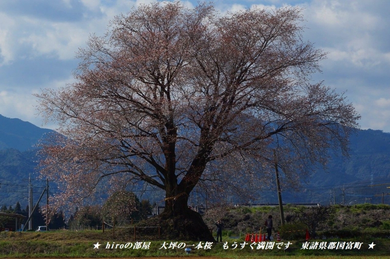 hiroの部屋　大坪の一本桜　もうすぐ満開です　東諸県郡国富町