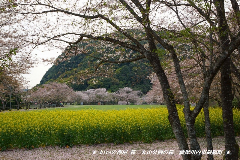 hiroの部屋　桜　丸山公園の桜　薩摩川内市樋脇町