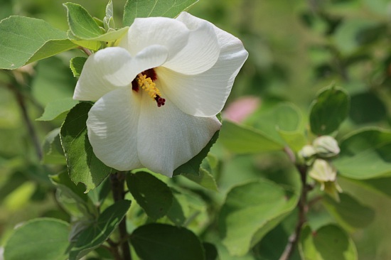 ハマボウの白花