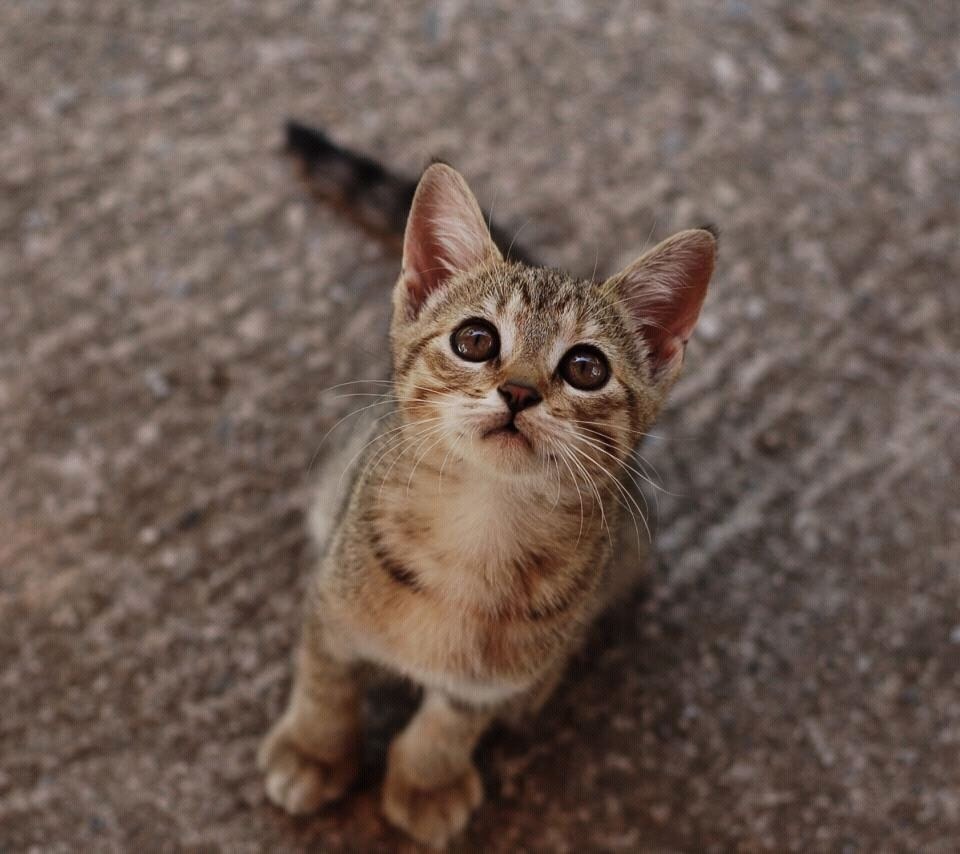 見上げる猫ちゃん 猫画像 42枚 猫画像まとめサイト毎日更新 ネコカメラ