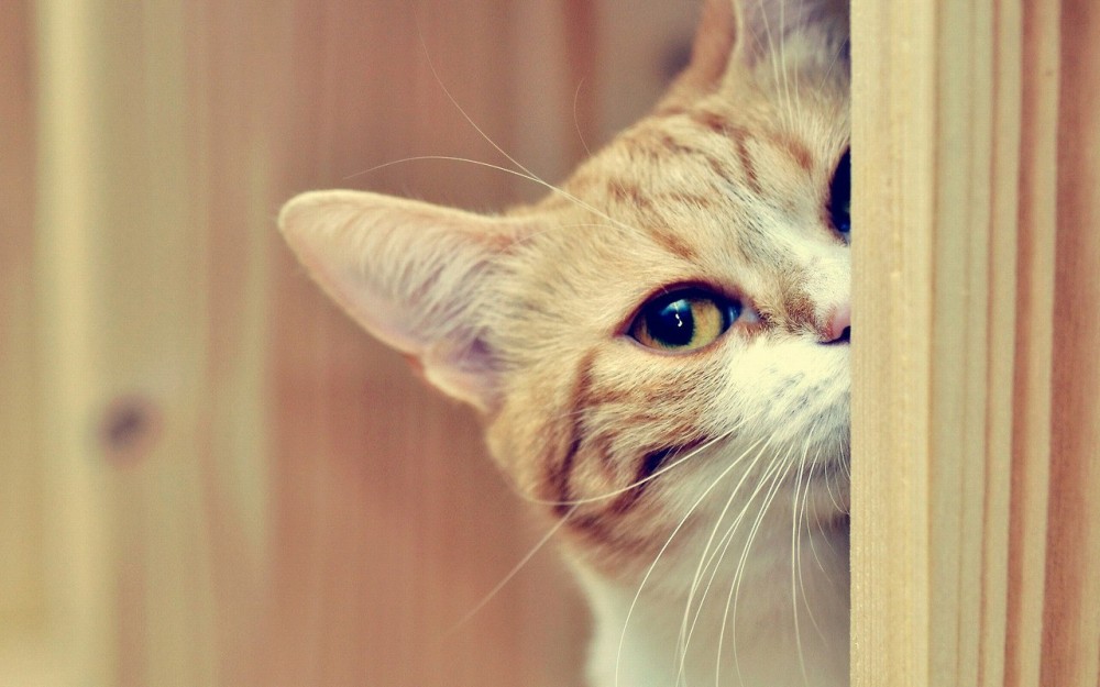 リアル猫村さん家政婦猫ちゃん 猫画像 26枚 猫画像まとめサイト毎日更新 ネコカメラ