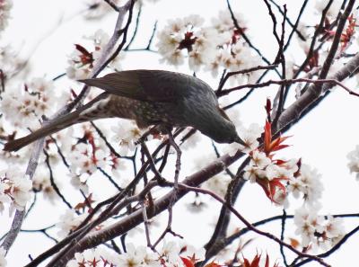 桜の公園で・・・
