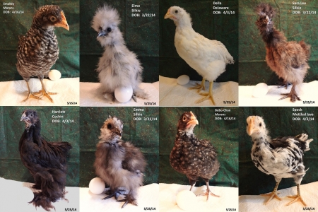 chicks2.jpg