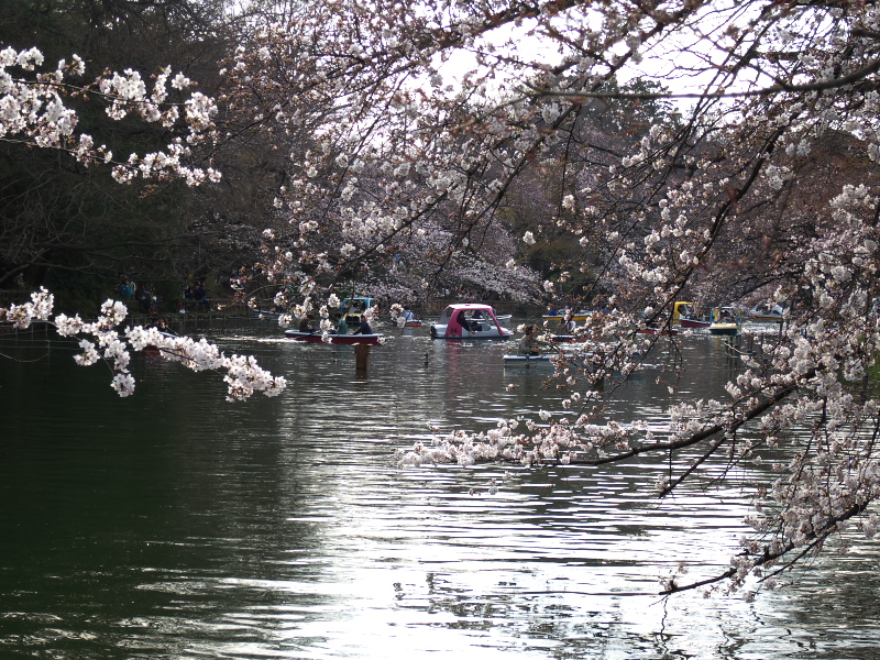 ボート池の桜２