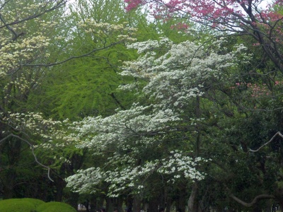 SBSH0269代々木公園白のヤマボウシ_400