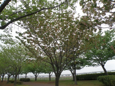 P4220034緑の桜ギョイコウの風景_400
