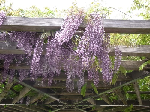 RIMG0044藤棚紫と白の花_500