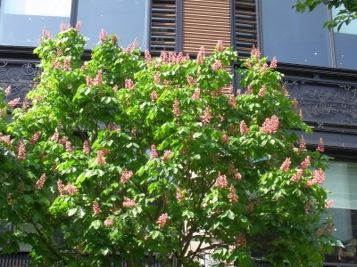 RIMG0070中庭のマロニエの花_400