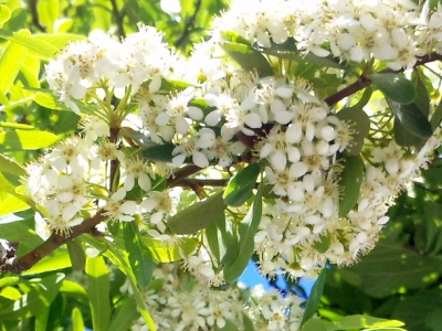 SBSH0268ピラカンサの白い花cut_400