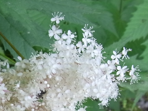 RIMG0133オニシモツケの白い花Zoom_500