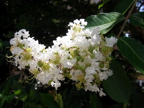 RIMG0034桑の木通りのサルスベリの白い花_500